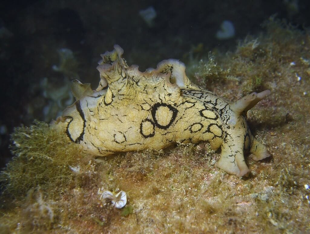 spotted sea hare