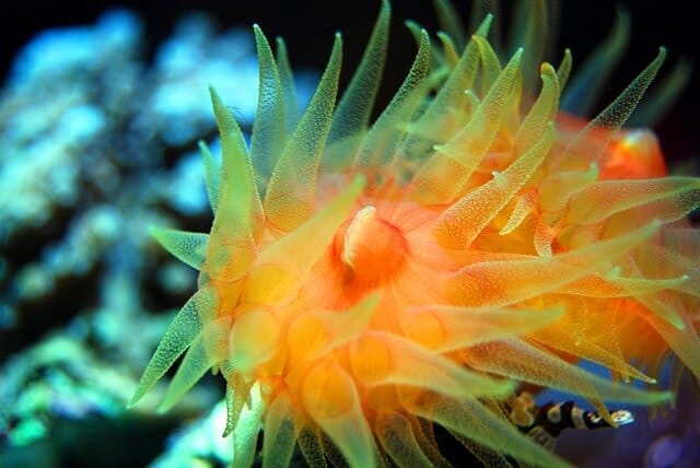 yellow Sun Coral macro photo shot feeding