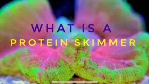 what is a protein skimmer