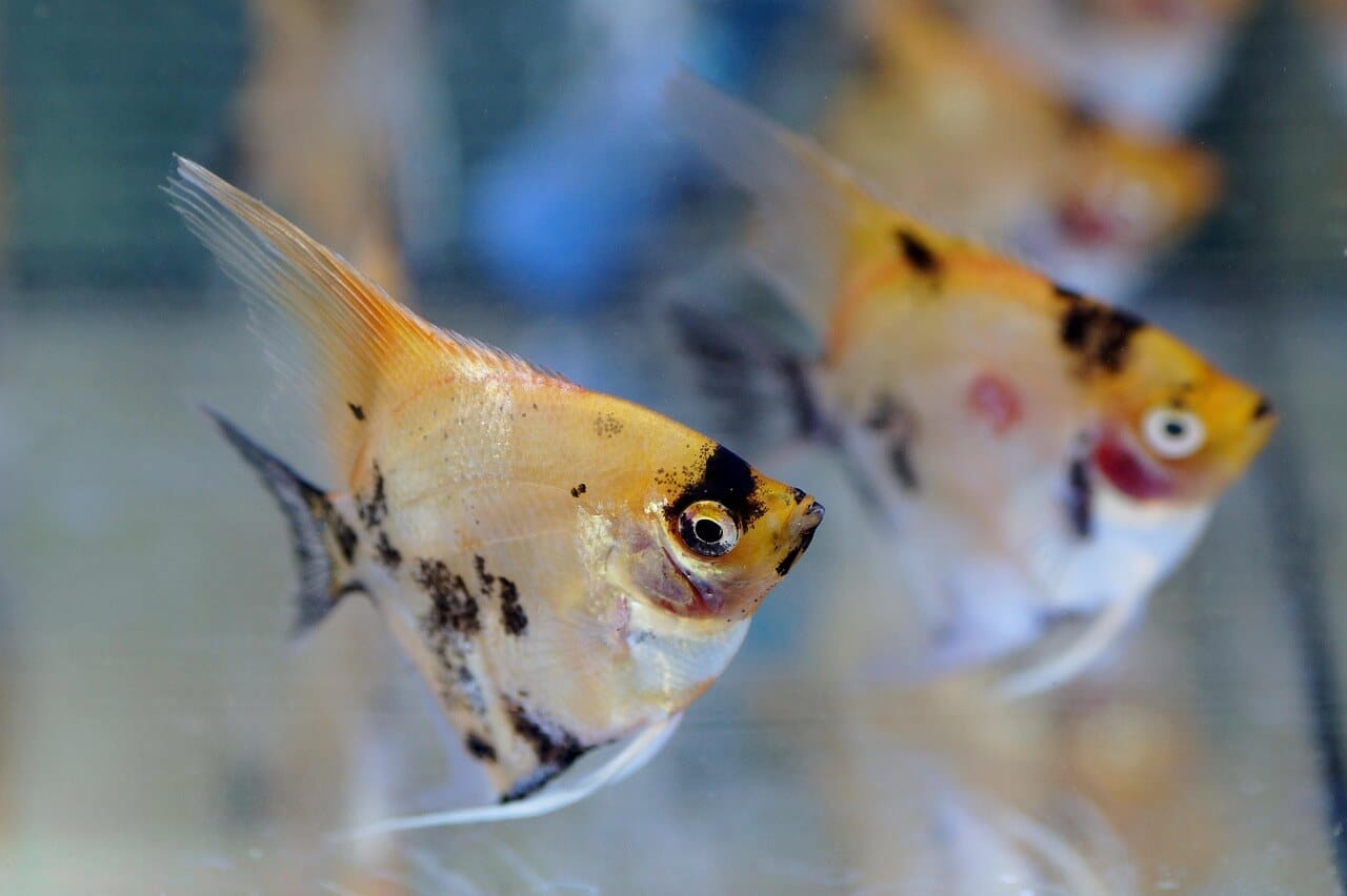 angel fish in tropical aquarium