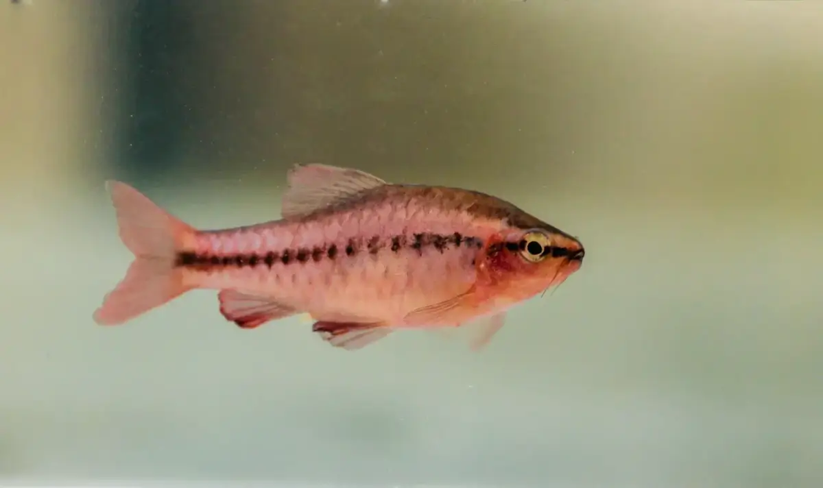 Cherry barb tropical aquarium fish