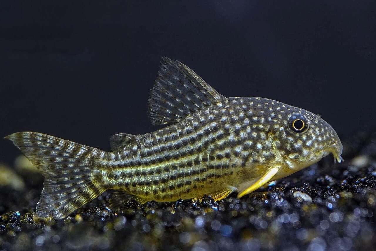 Corydoras Catfish tropical Fish