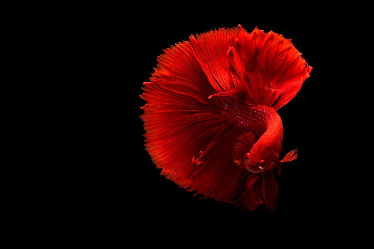 betta fish tropical aquarium