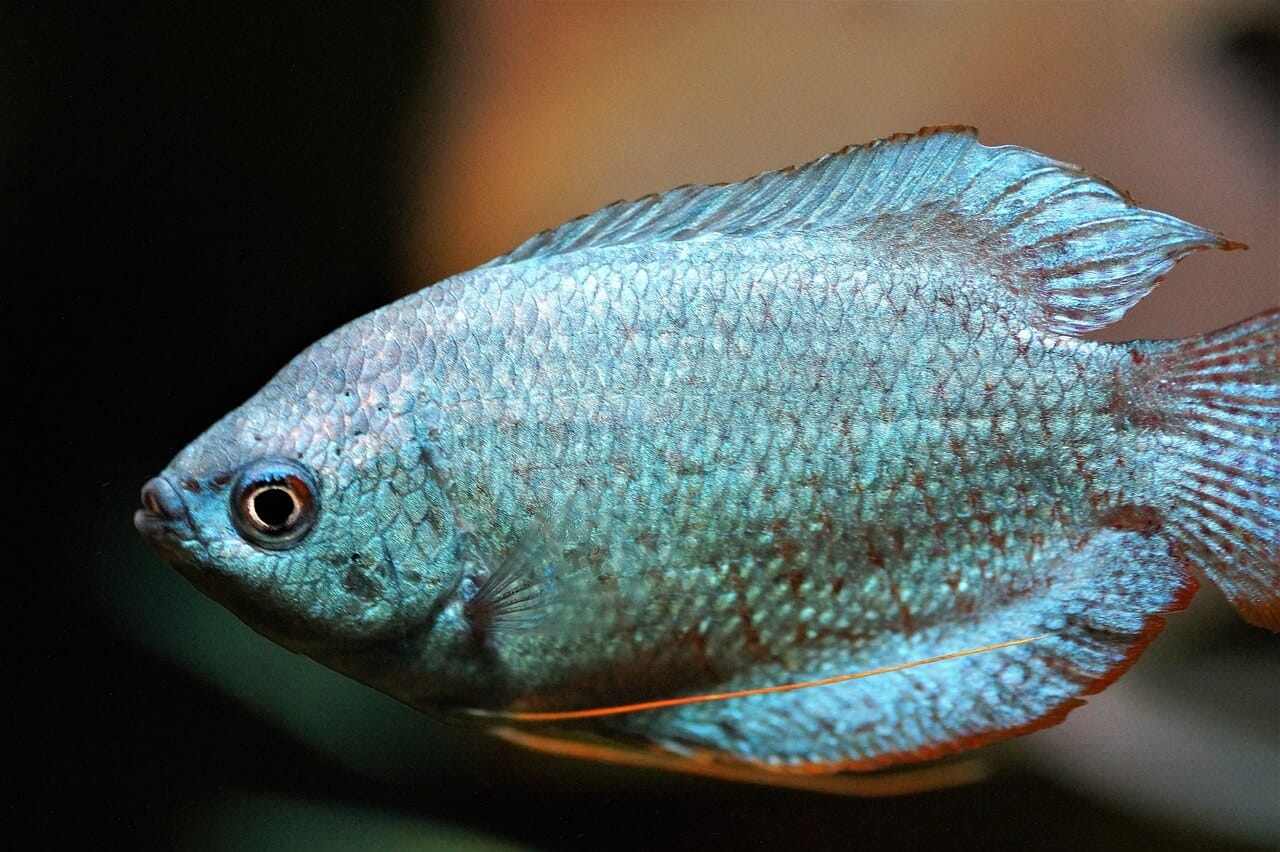 gourami in tropical