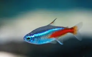 neon tetra tropical fish in freshwater aquarium