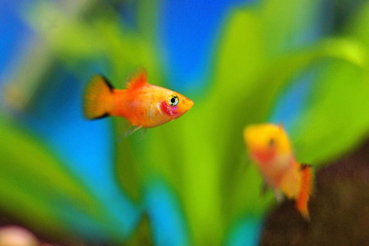 platy in aquarium