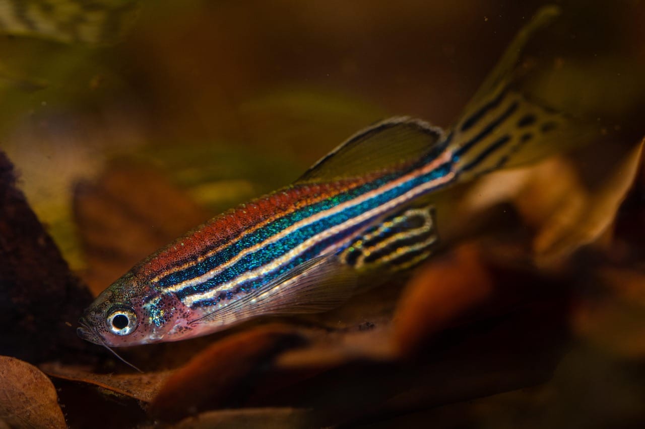 zebra danio tropical fish