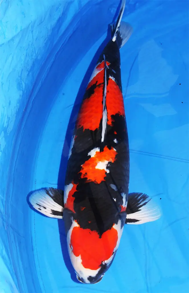 Showa koi carp