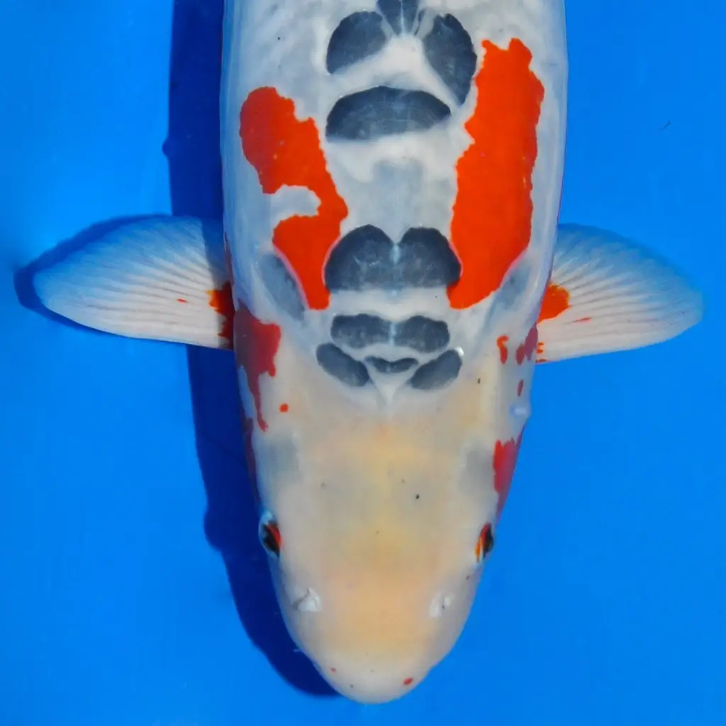 Shusui Koi