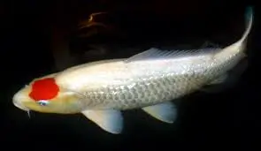 Tancho koi carp