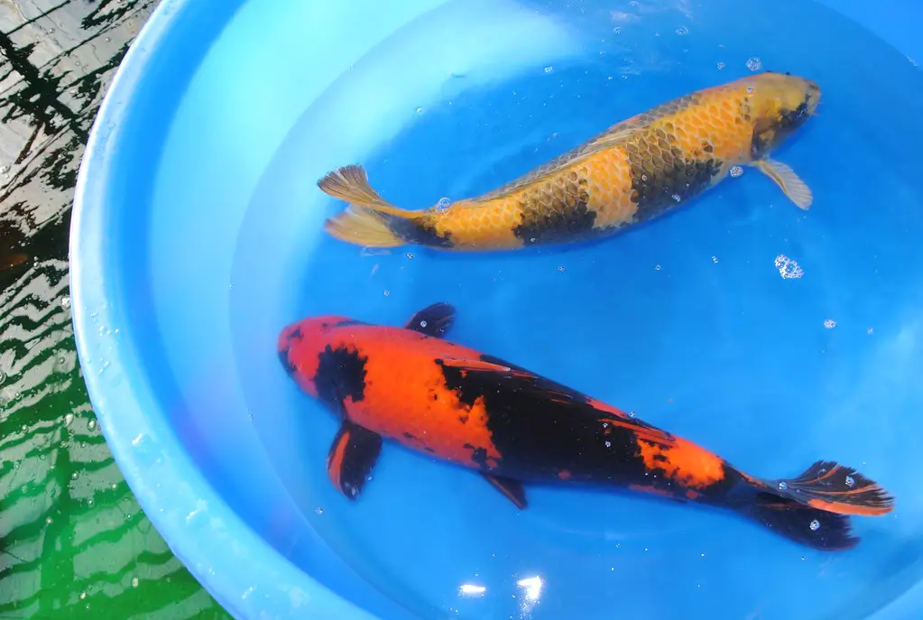 Utsuri koi carp red and black