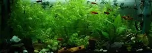 Aquarium planted tank