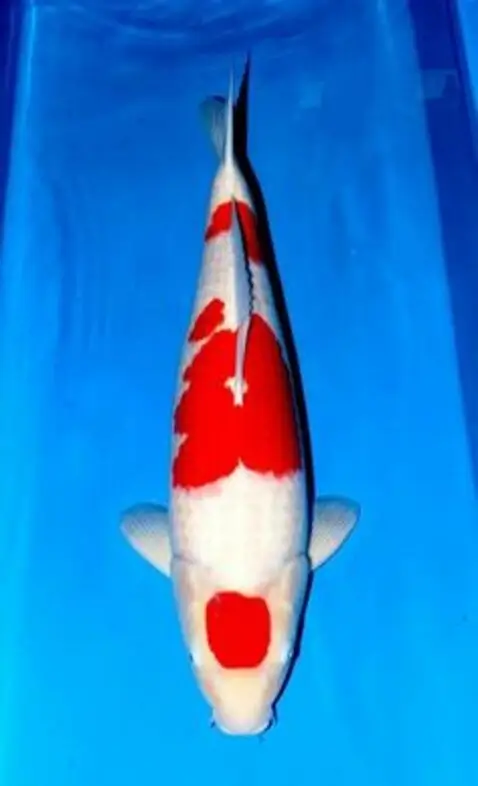 Bekko koi carp