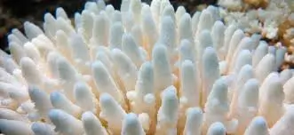 bleaching acropora coral