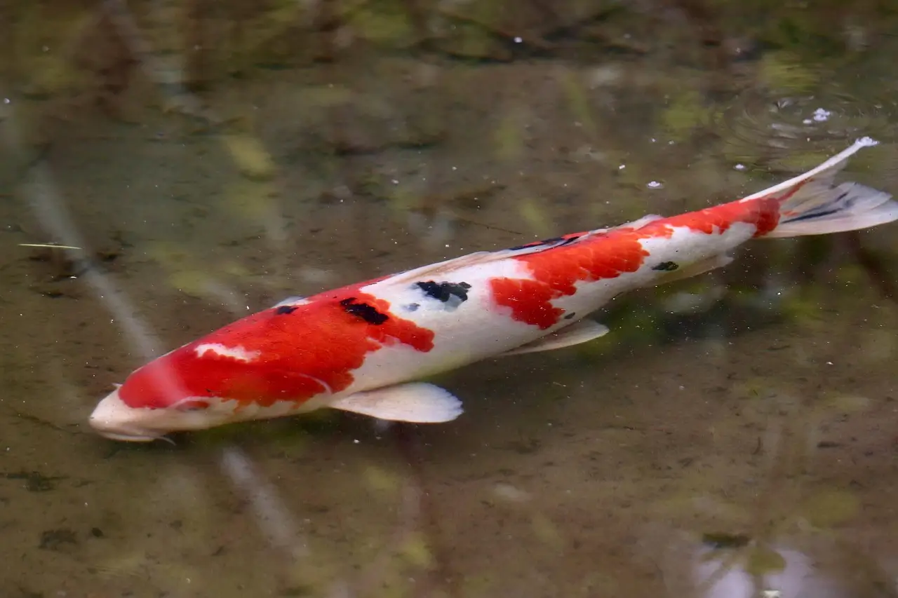 Showa Koi carp red black and white