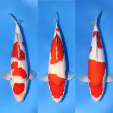 kohaku koi carp red and white