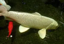 ogon koi carp