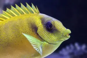 Rabbit fish in aquarium