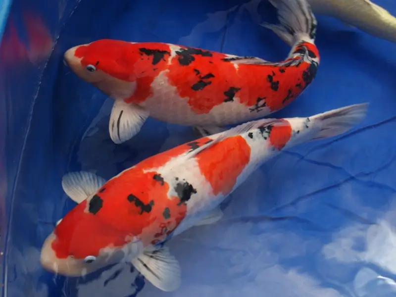 taisho sanke koi