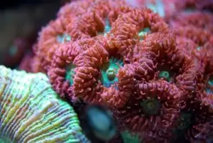 upclose blastomossa lps coral feeding on phytoplankton