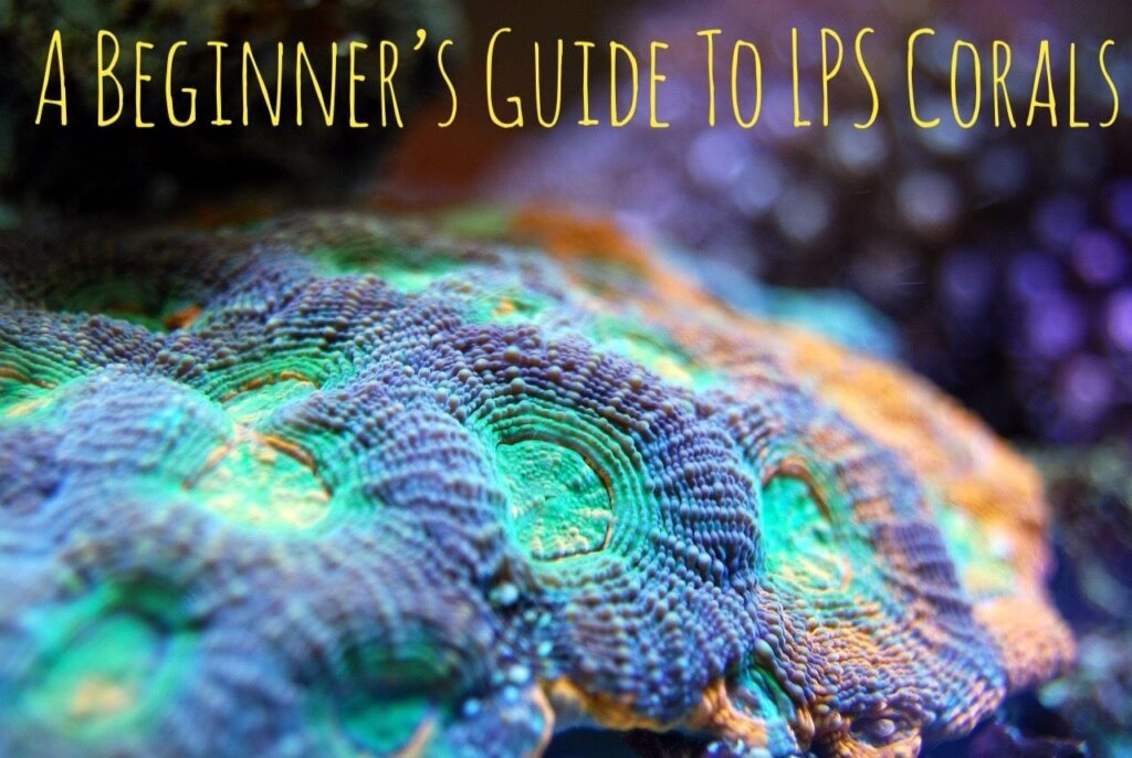 A beginner's guide to LPS Corals blog image