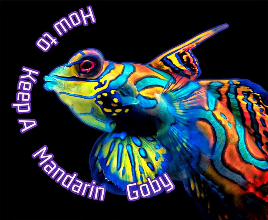 How to Keep a Mandarin Dragonet in Your Reef Aquarium: A Beginner’s Guide