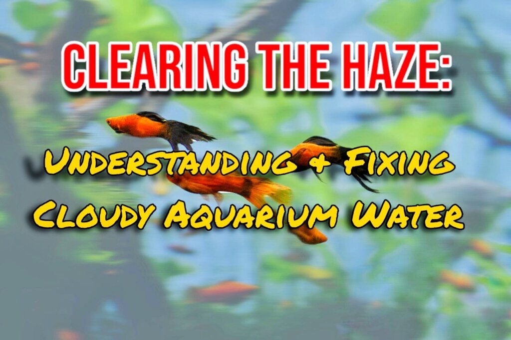 Clearing the Haze: Understanding and Fixing Cloudy Aquarium Water